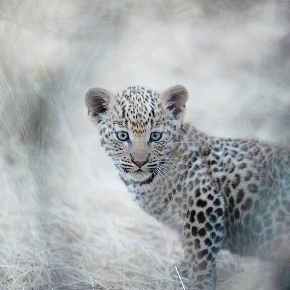 Leopard-Melli.jpg 