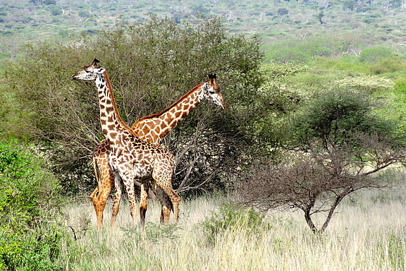 Afrika_Giraffenpaar_MOCEAN.jpg 