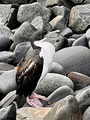 Ein Kaiser-Kormoran