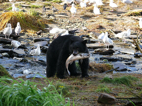 Ketchikan Ketchikan